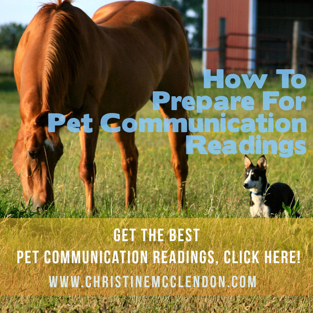Picture of horse and Dog with words How to Prepare for Pet Communication Readings www.ChristineMcClendon.com