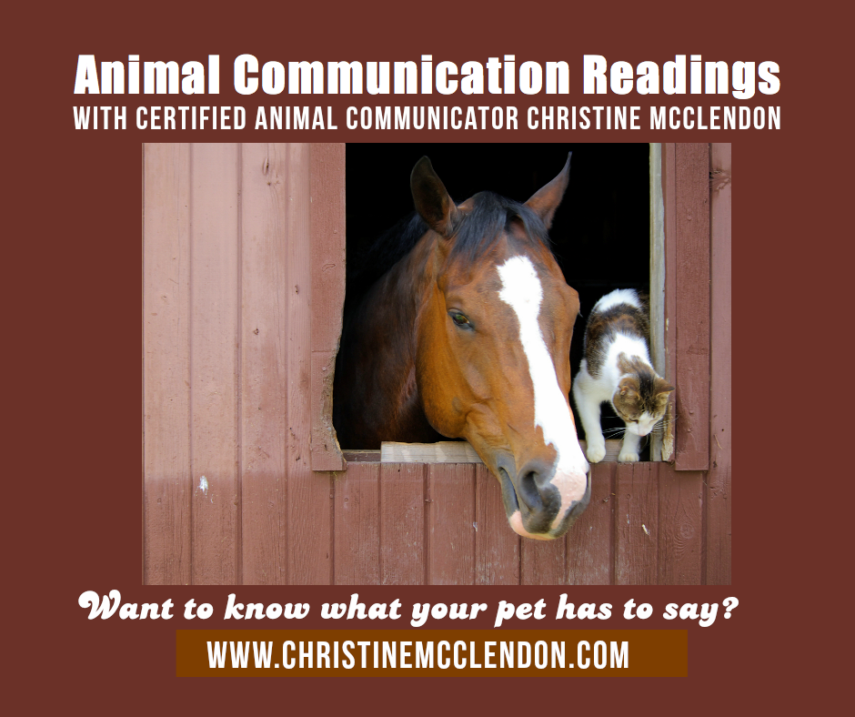Picture of a horse and cat in a Animal Communication reading with Christine McClendon 