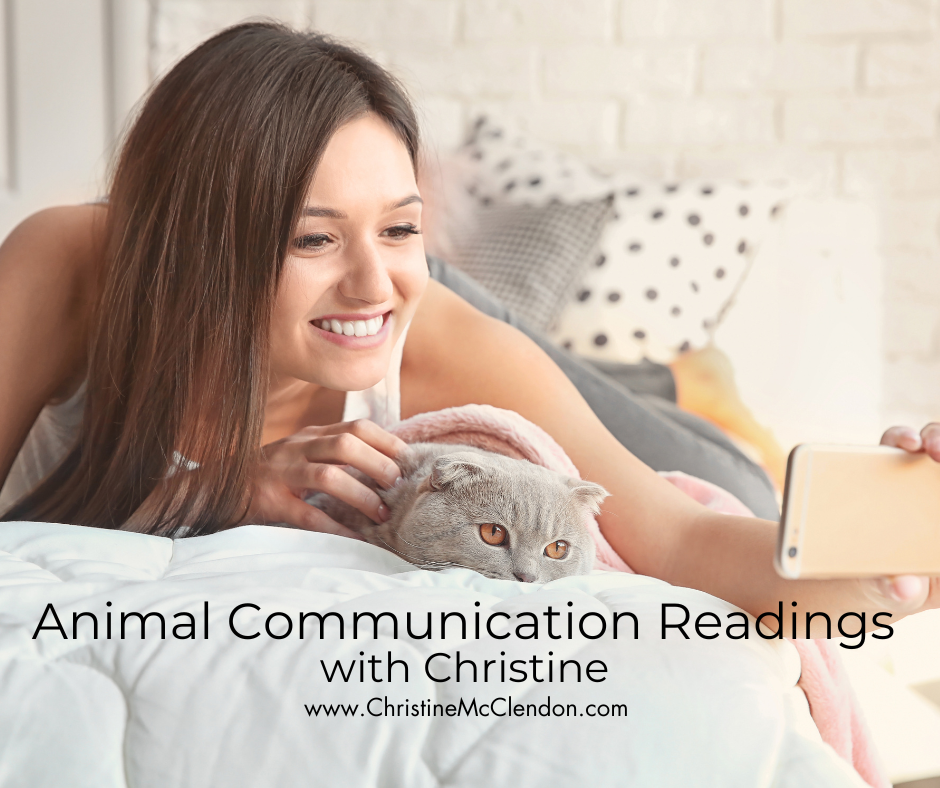 Animal Communication Readings with Christine www.ChristineMcClendon.com