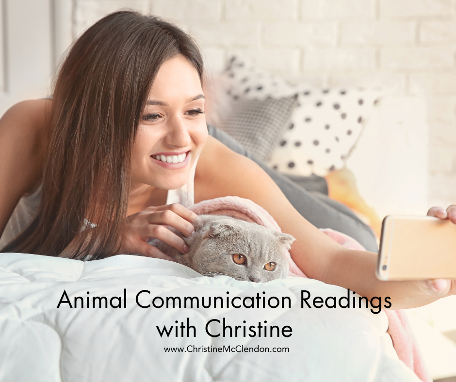 Picture of gray cat with lady getting a Animal Communication reading on her phone with Christine McClendon