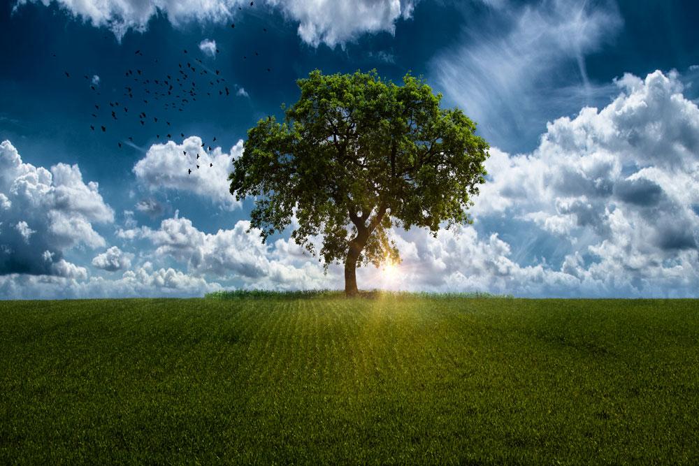 Tree with clouds words Psychic Medium Readings