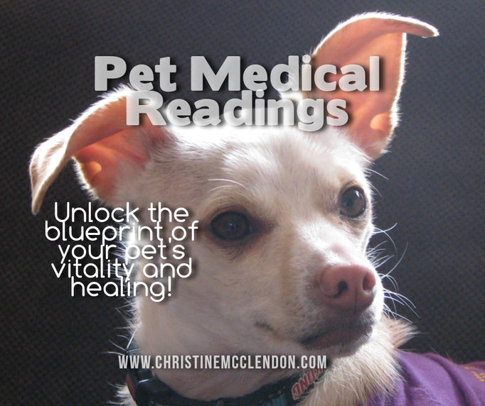 Picture a small white dog and words pet medical readings