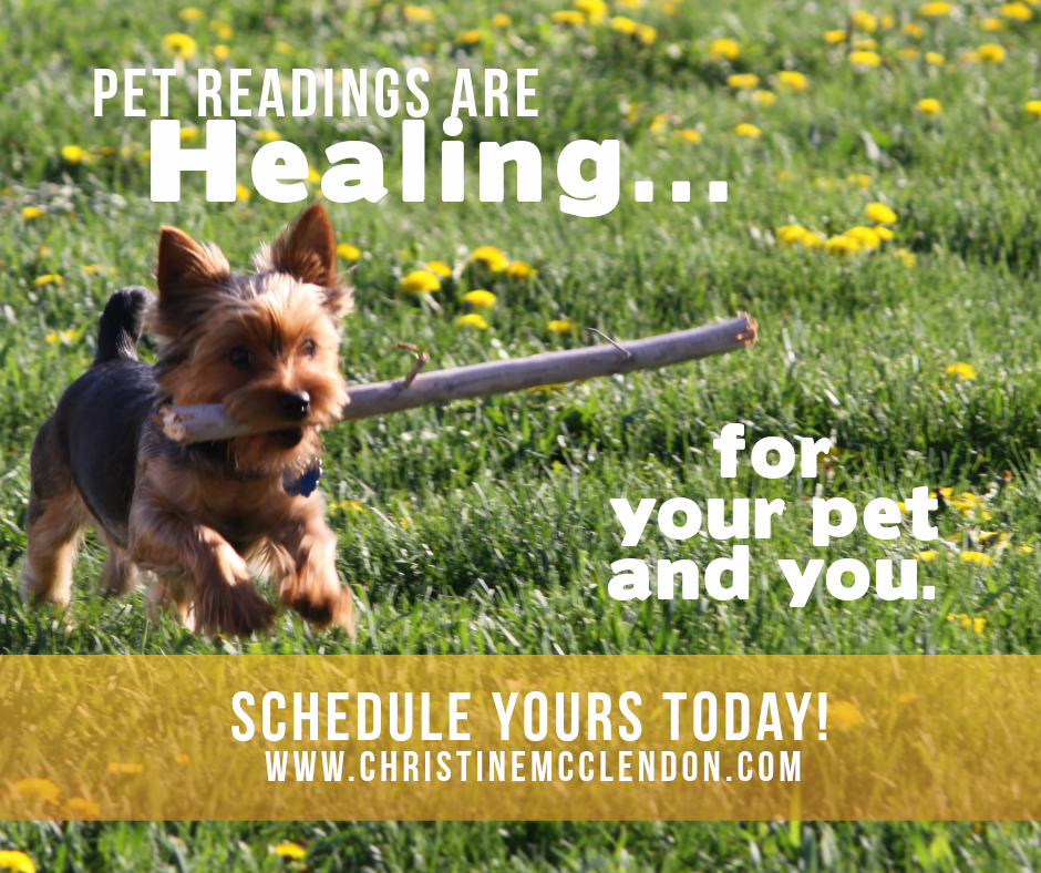 Dog receiving a Pet Reading with Animal Communicator Christine McClendon