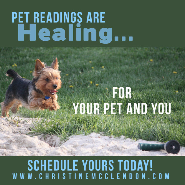 Dog running with words Pet Readings are Healing for your pet and you www.ChristineMcClendon.com
