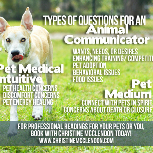 Dog running with words Types of questions for an Animal Communicator, Pet Medical Intuitive, Pet Medium, www.ChristineMcClendon.com